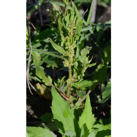 Rumex maritimus