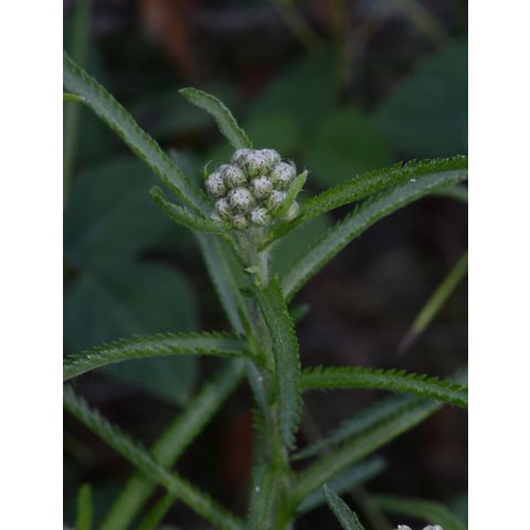 Achillea sibirica