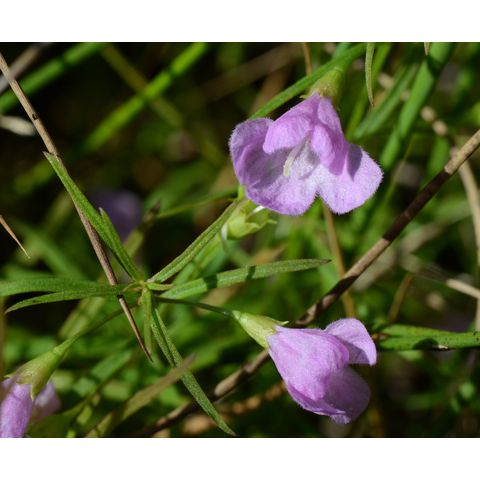 Agalinis tenuifolia