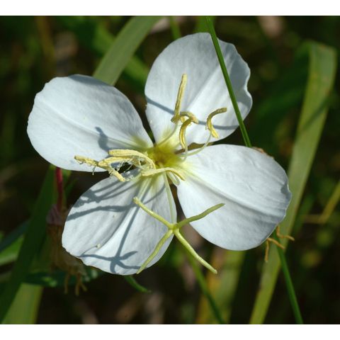Oenothera nuttallii