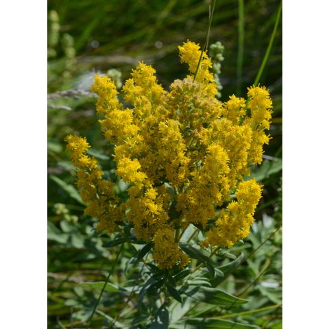 Solidago canadensis
