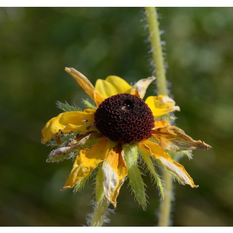 Rudbeckia hirta