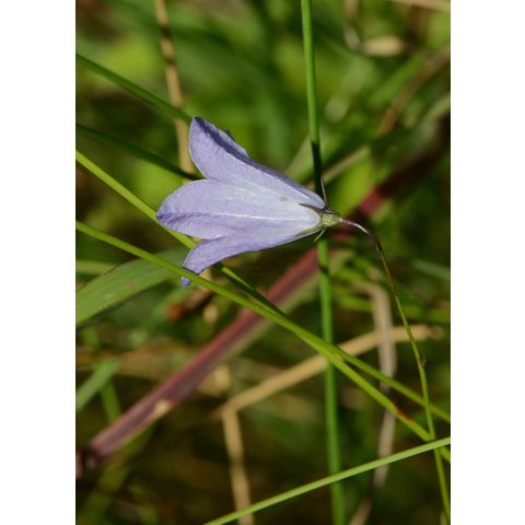 Campanula rotundifolia