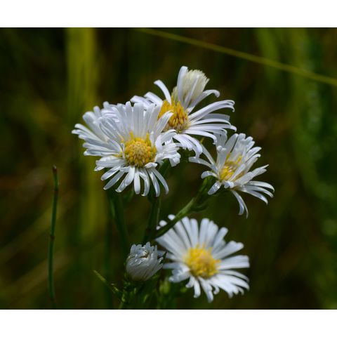 Symphyotrichum lanceolatum
