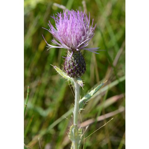Cirsium flodmanii