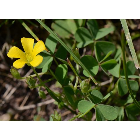 Oxalis stricta