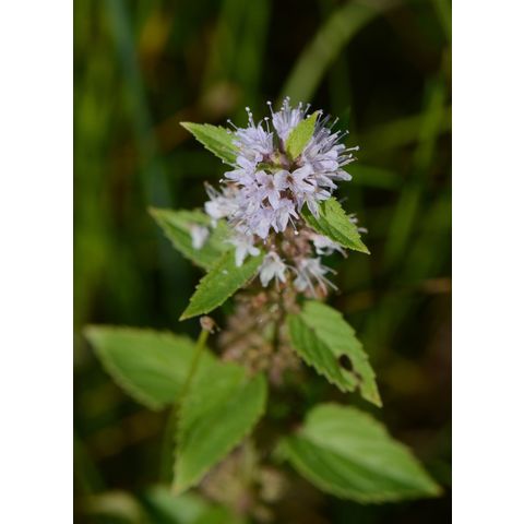 Mentha arvensis