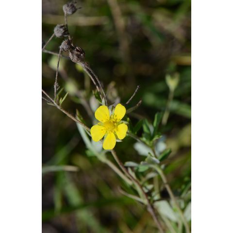 Potentilla diversifolia