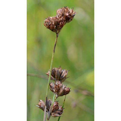 Juncus longistylis