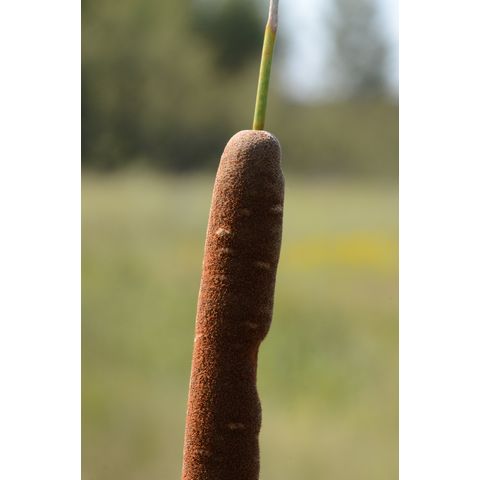 Typha angustifolia