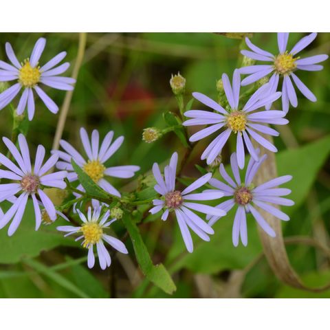 Symphyotrichum laeve