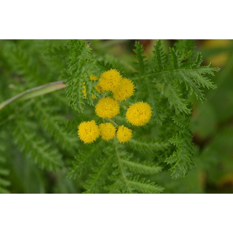 Tanacetum vulgare
