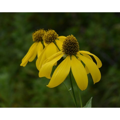 Rudbeckia laciniata