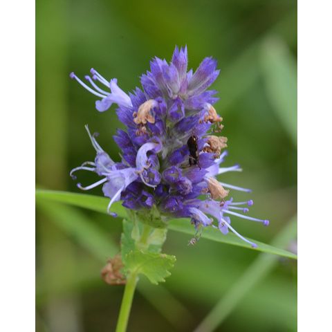 Agastache foeniculum