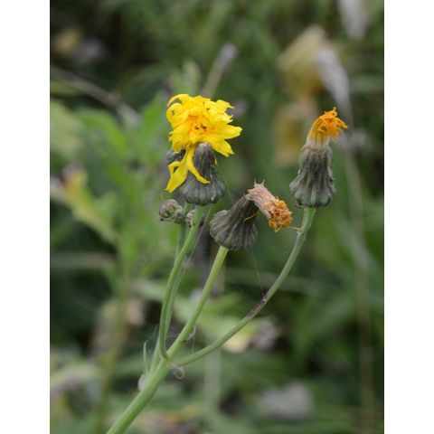 Sonchus arvensis