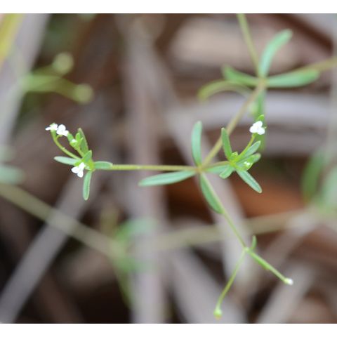 Galium trifidum