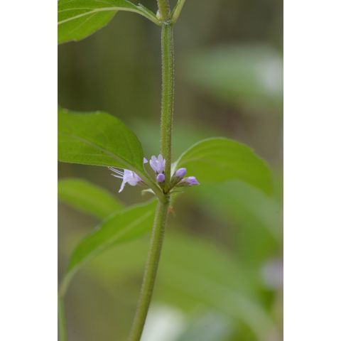 Mentha arvensis