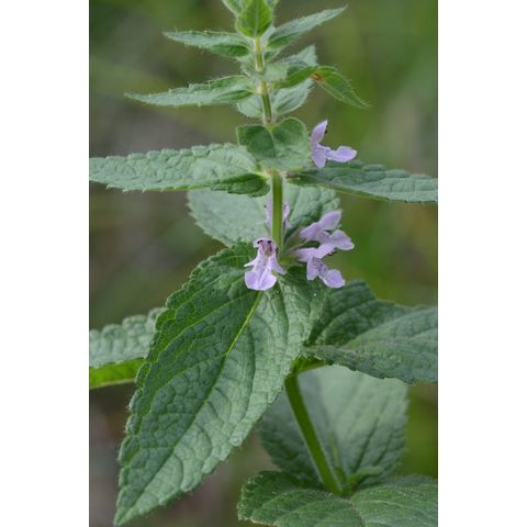 Stachys palustris