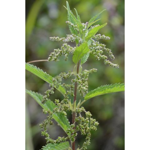 Urtica dioica