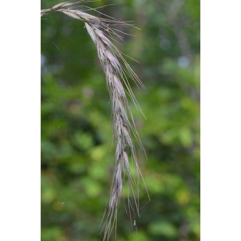 Elymus repens