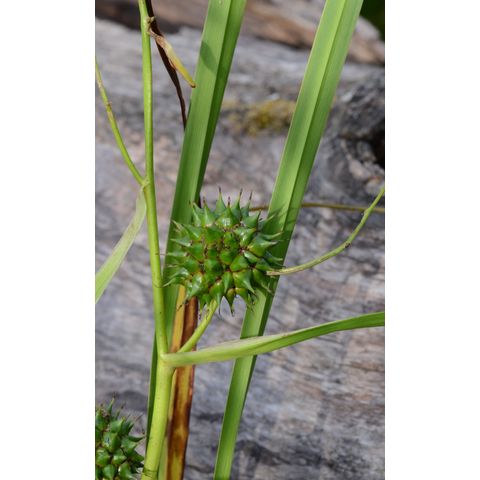 Sparganium eurycarpum