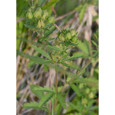 Potentilla norvegica