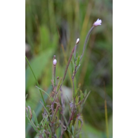 Epilobium leptophyllum