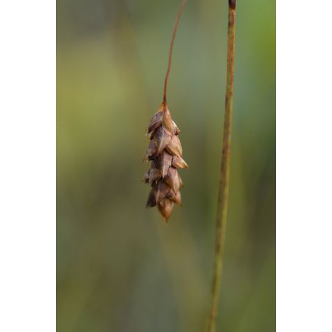 Carex magellanica