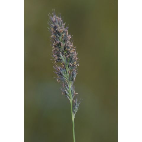 Muhlenbergia glomerata