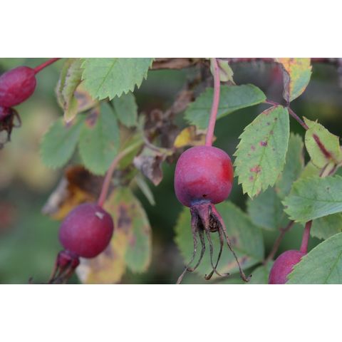 Rosa acicularis