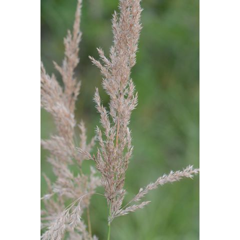 Calamagrostis canadensis