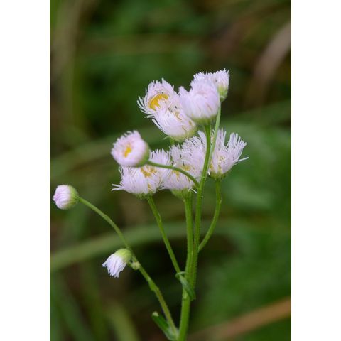Erigeron philadelphicus