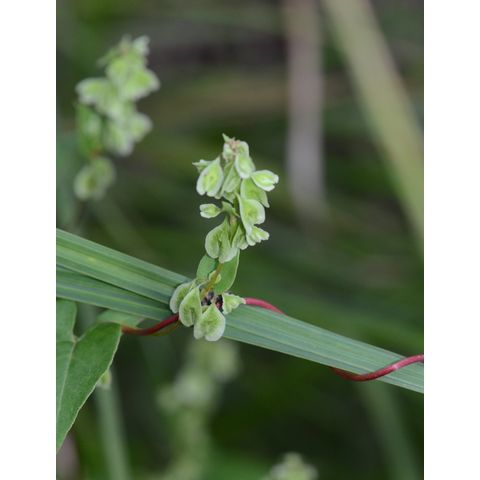 Polygonum scabrum