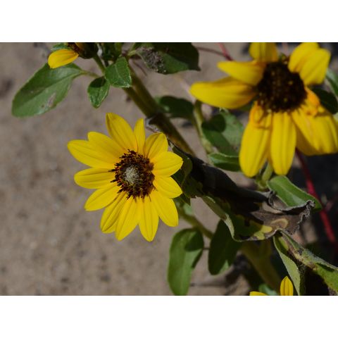 Helianthus petiolaris