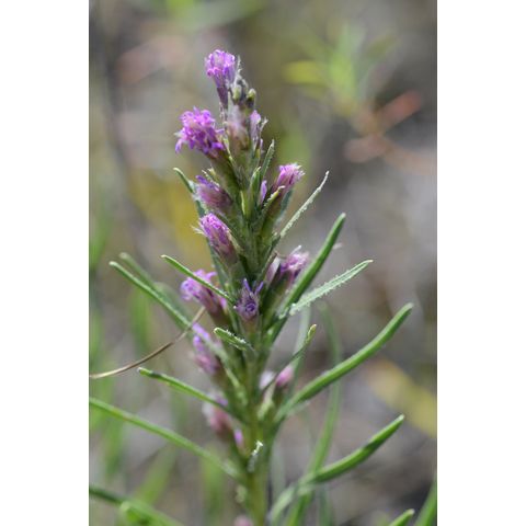 Liatris punctata