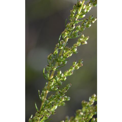 Artemisia campestris