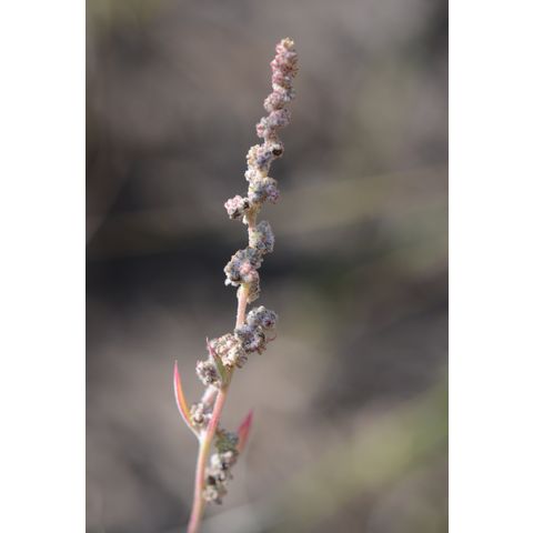 Chenopodium berlandieri