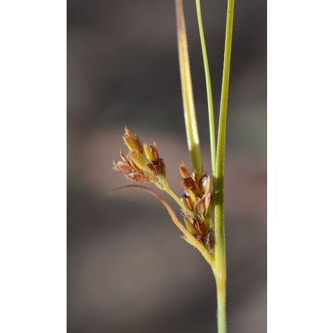 Juncus arcticus