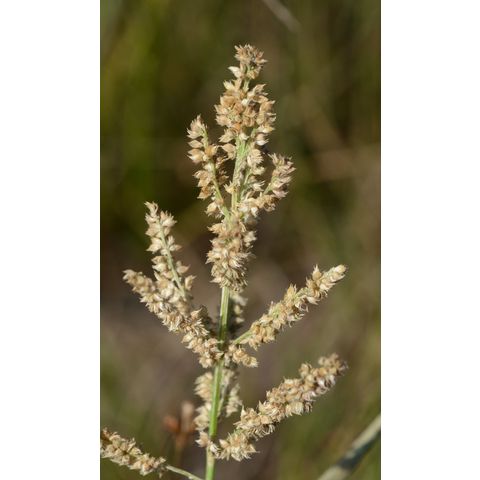 Echinochloa crusgalli