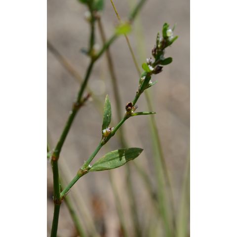 Polygonum aviculare