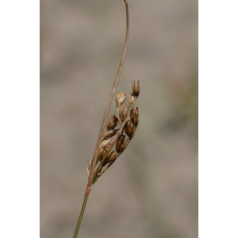 Juncus dudleyi