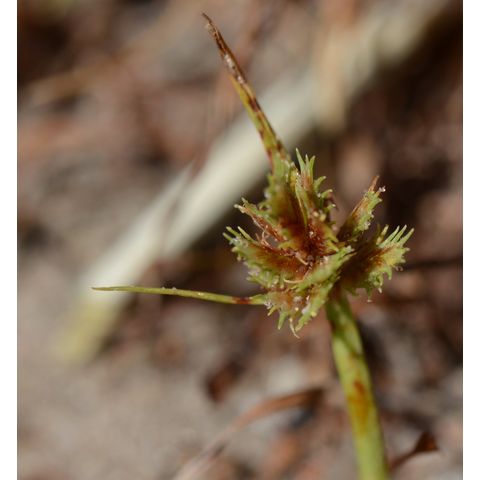 Cyperus squarrosus