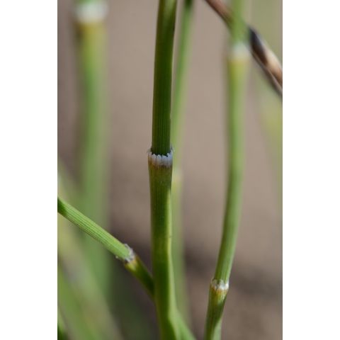 Equisetum laevigatum