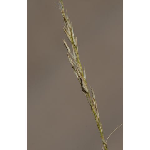 Calamovilfa longifolia