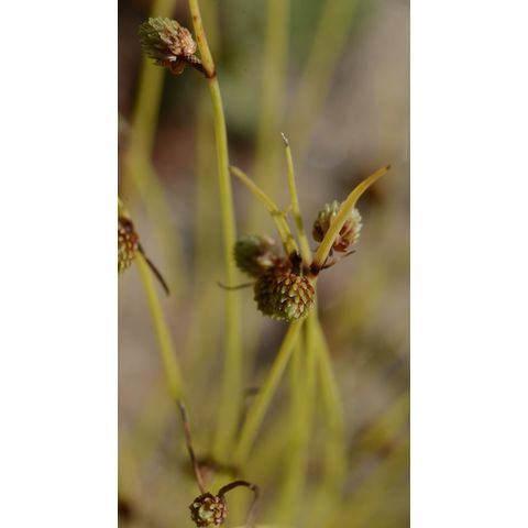 Lipocarpha drummondii