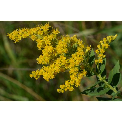 Solidago canadensis