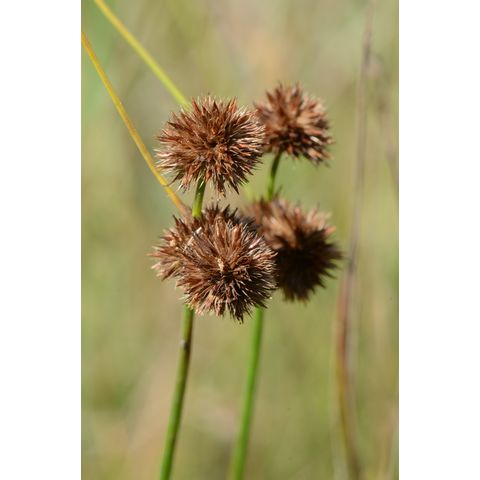 Juncus torreyi