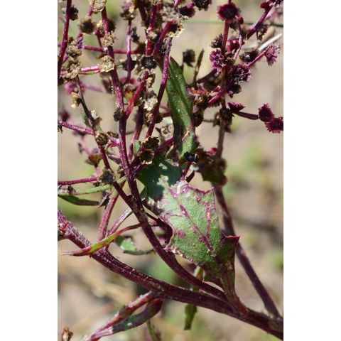Cycloloma atriplicifolium