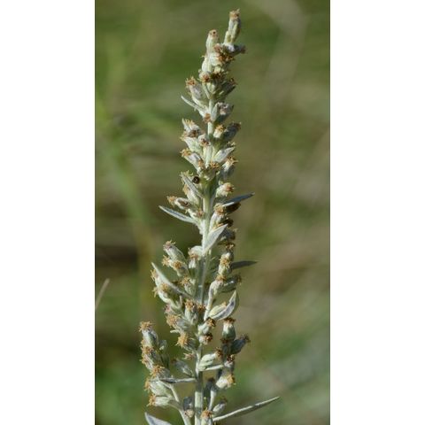 Artemisia ludoviciana