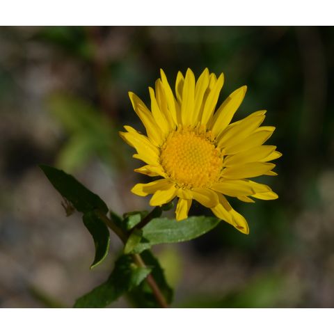 Grindelia squarrosa